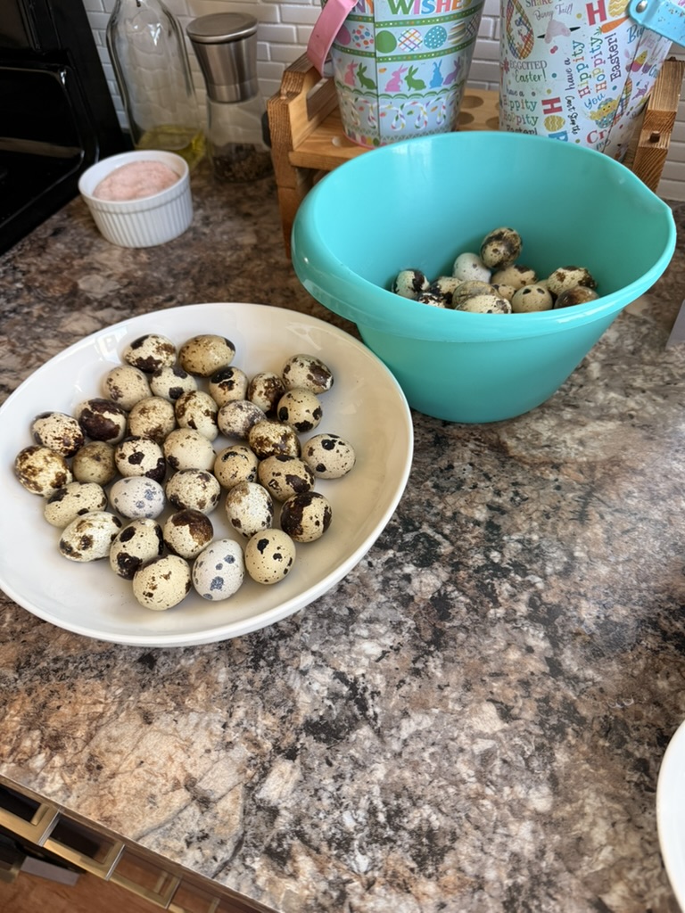 Fresh quail eggs in a bowl from backyard quail