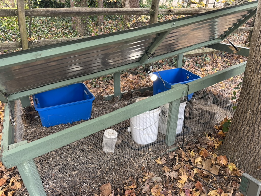 Simple quail coop build for backyard protein setup